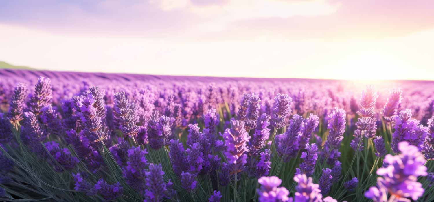 عود اسطوخودوس